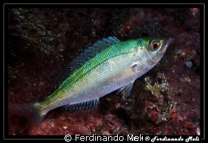 Spicara smaris. by Ferdinando Meli 